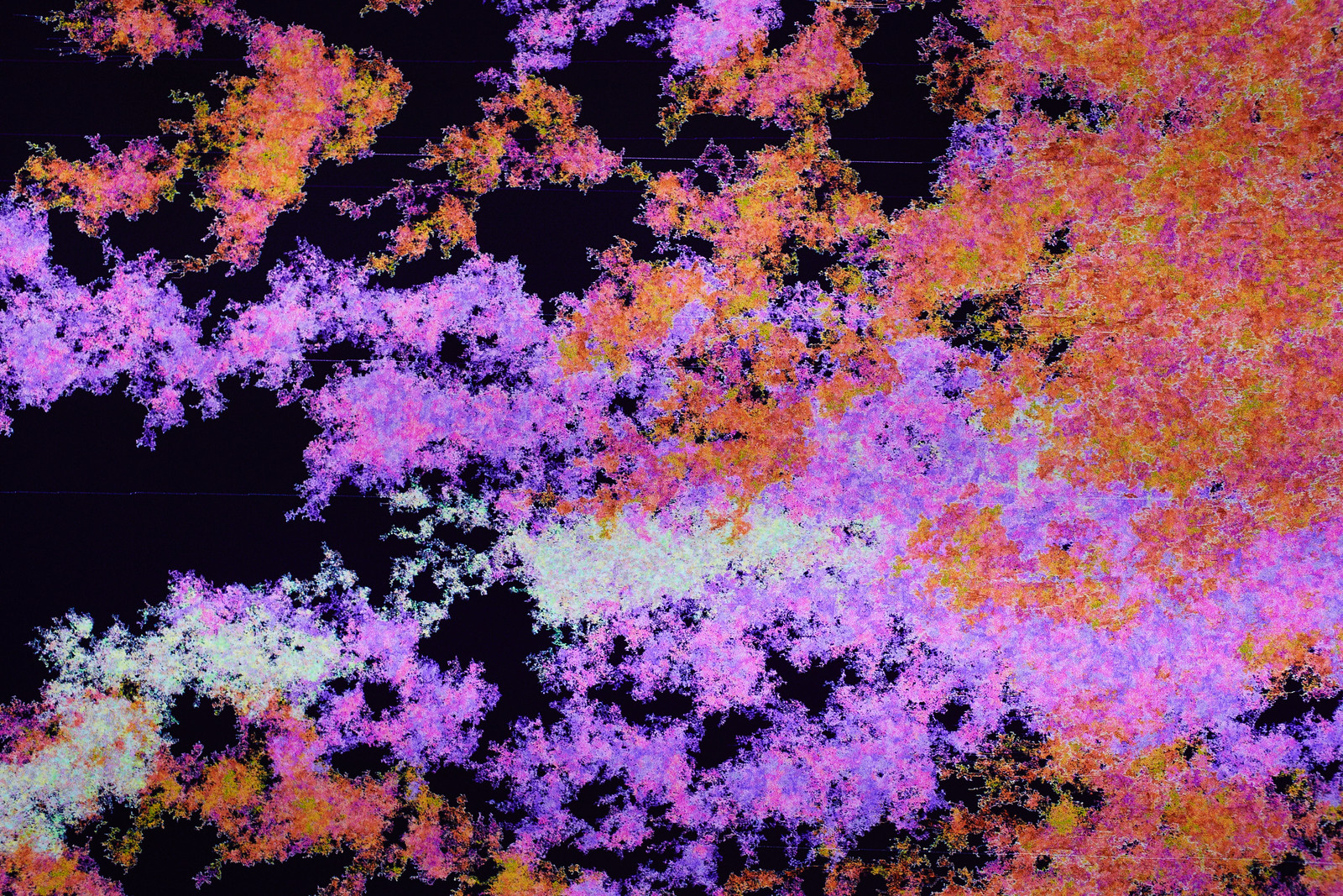 Close-up photograph of multiple digitally organic clusters of red, orange, pink, purple, and white contiguous forms set against a deep blue background.